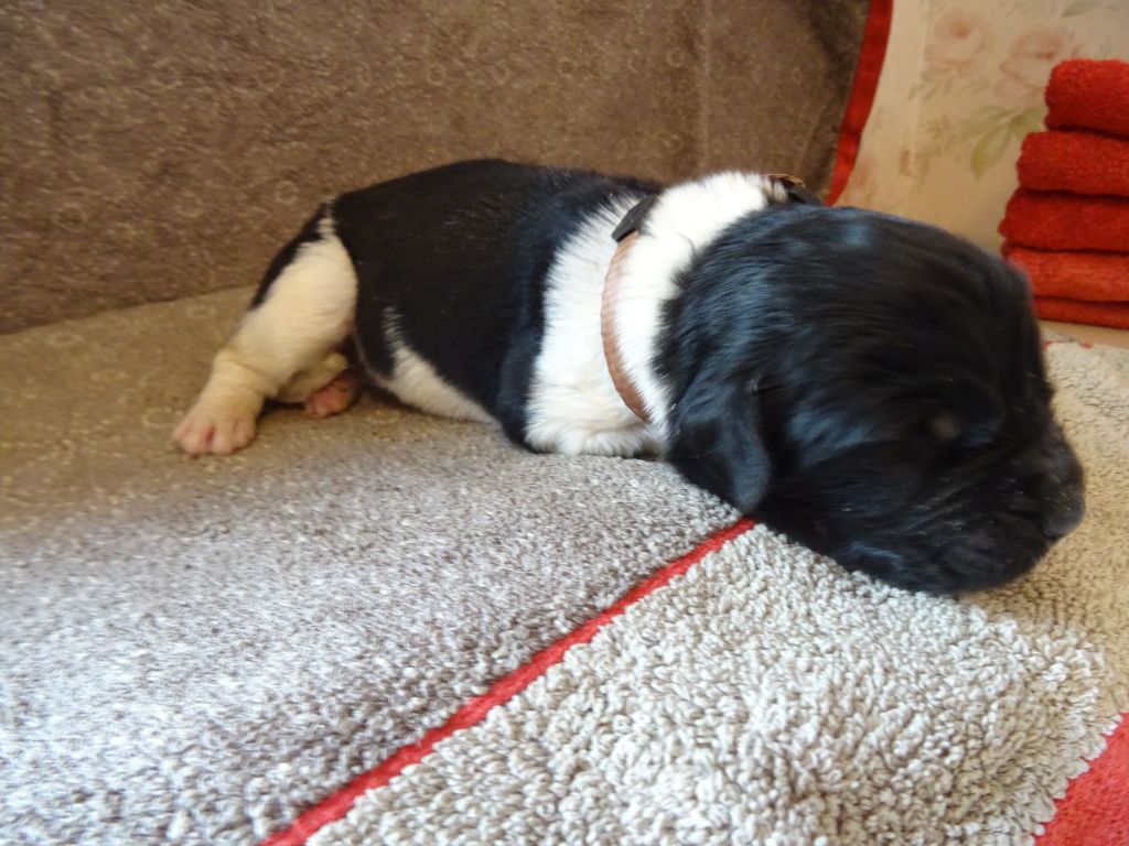 Les Merveilles Du Lys - Chiots disponibles - Terre-neuve