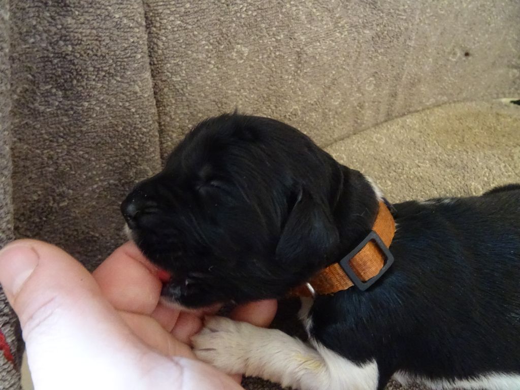 Les Merveilles Du Lys - Chiots disponibles - Terre-neuve