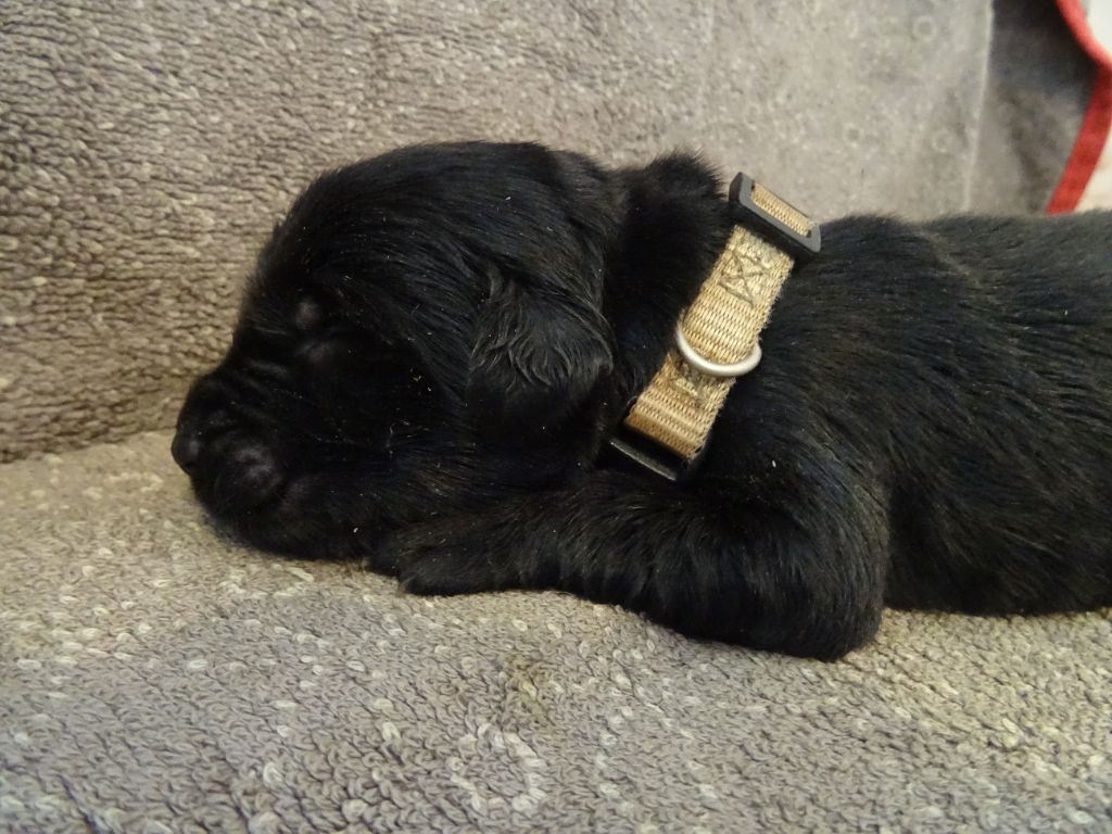 Les Merveilles Du Lys - Chiots disponibles - Terre-neuve
