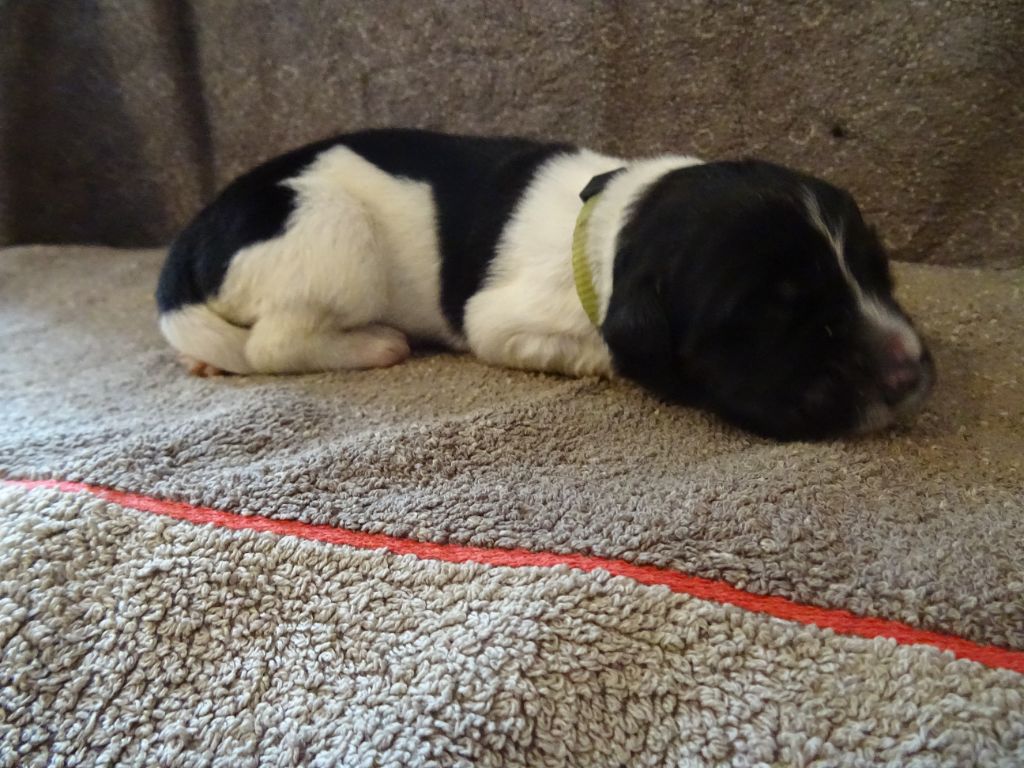 Les Merveilles Du Lys - Chiots disponibles - Terre-neuve