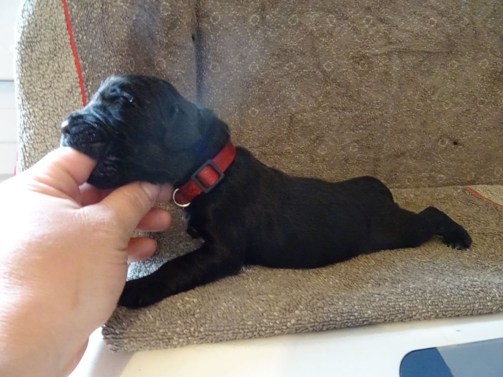 Les Merveilles Du Lys - Chiots disponibles - Terre-neuve