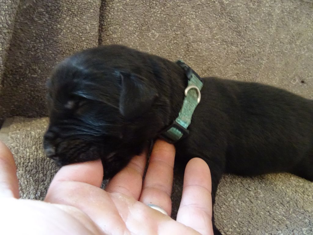 Les Merveilles Du Lys - Chiots disponibles - Terre-neuve