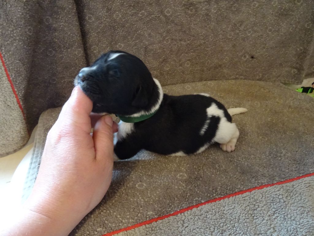 Les Merveilles Du Lys - Chiots disponibles - Terre-neuve