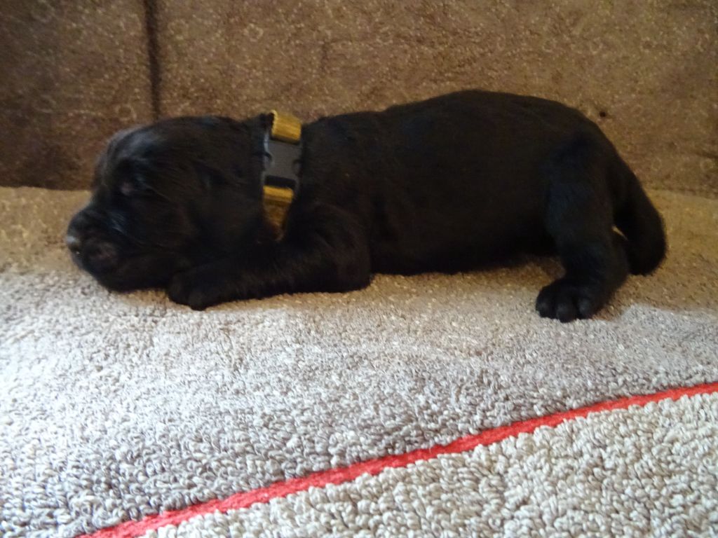 Les Merveilles Du Lys - Chiots disponibles - Terre-neuve
